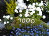 1000 Tage 