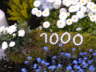 1000 Tage 